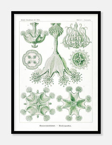 plankton  |  ERNST HAECKEL - decoARTE