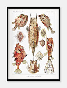 fisk  |  ERNST HAECKEL - decoARTE